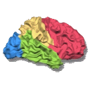 BrainVoyager image.